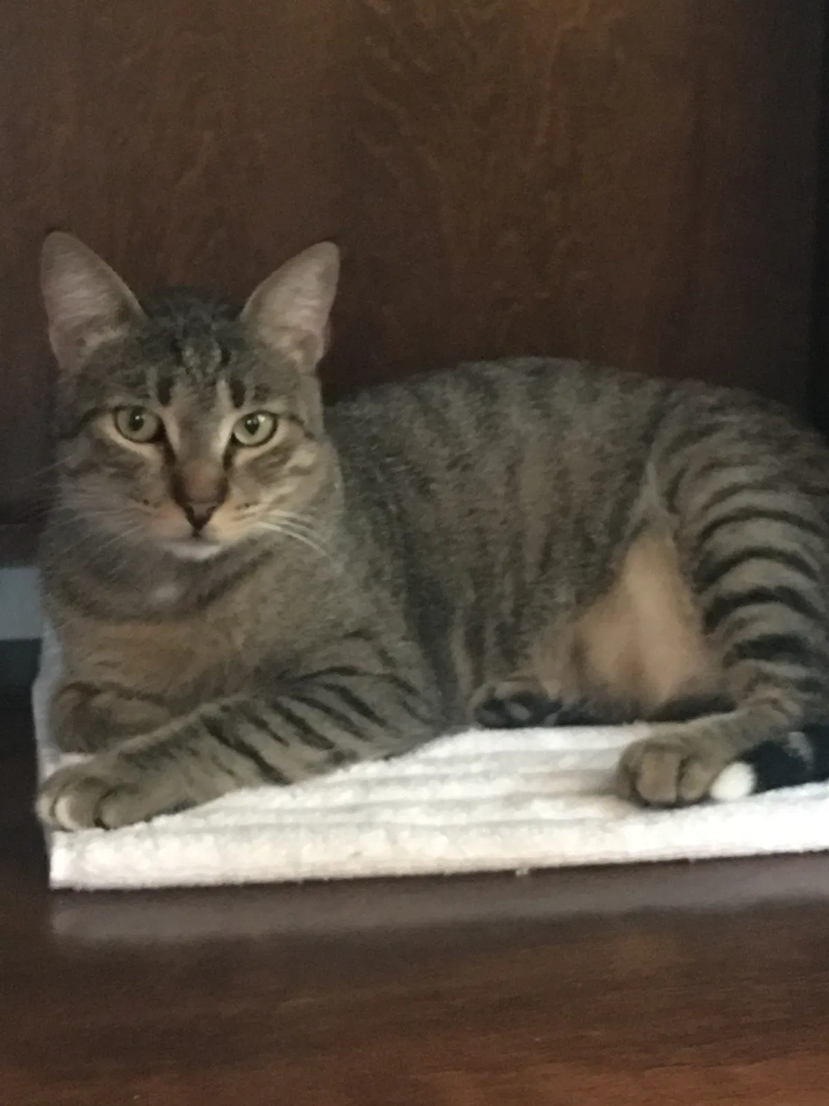 Lost cat in New Haven, CT, 6511