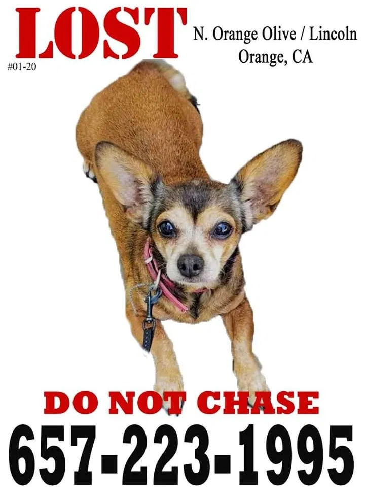 Lost dog in Orange, CA, 92865