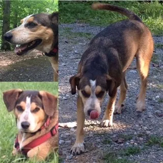 Lost dog in Knoxville, TN, 37938