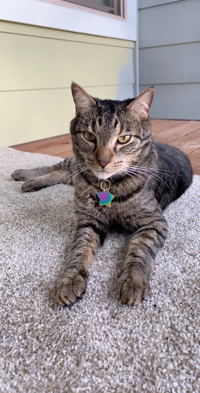 Lost cat in Aurora, CO, 80016
