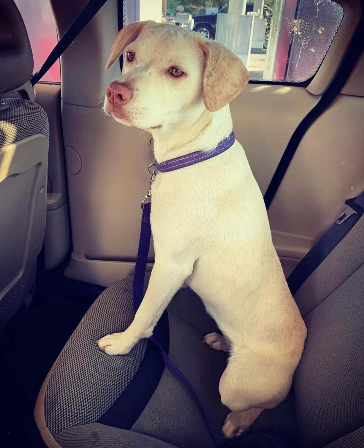 Lost dog in El Paso, TX, 79935