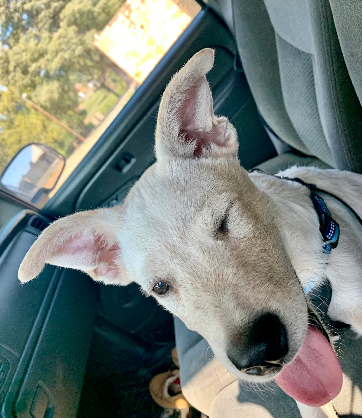 Lost dog in Fort Worth, TX, 76119