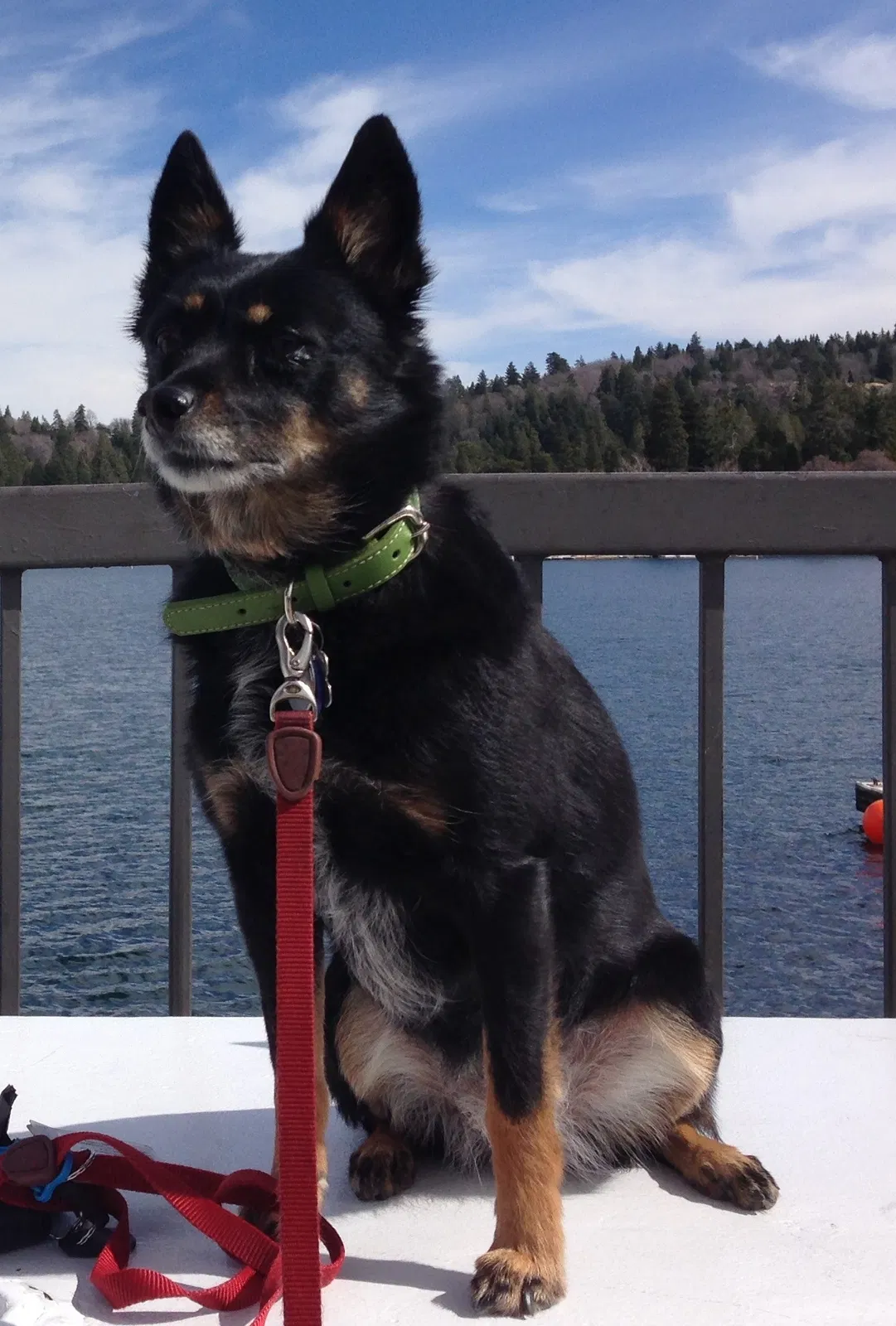 Lost dog in Cypress, CA, 90630
