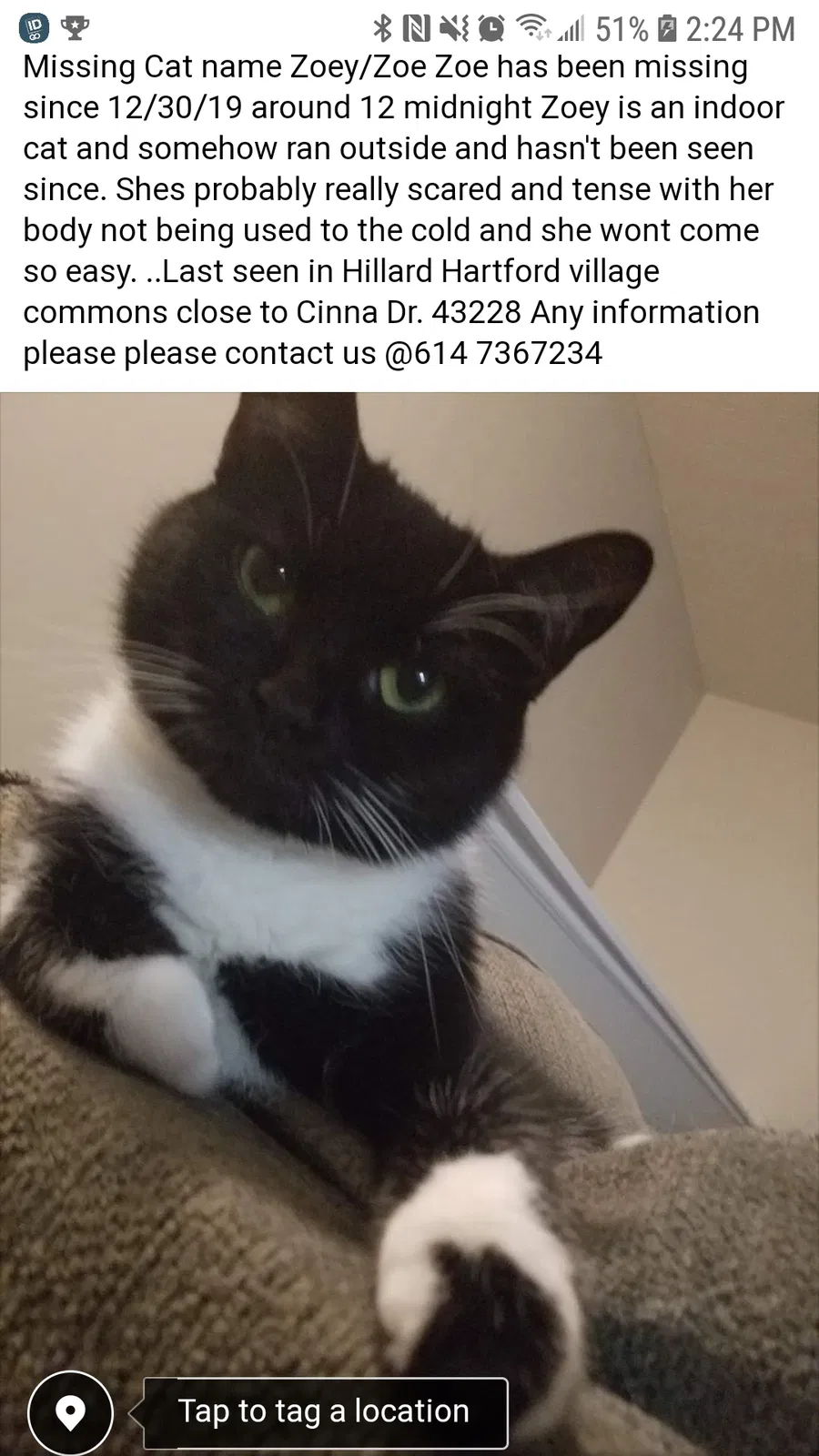 Lost cat in Columbus, OH, 43228