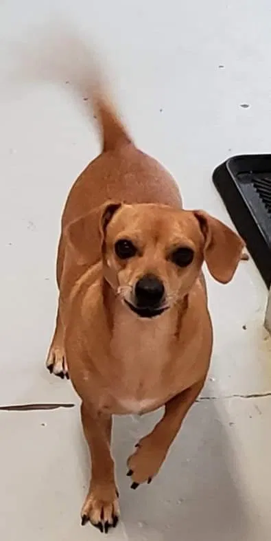 Lost dog in Lake Village, IN, 46349