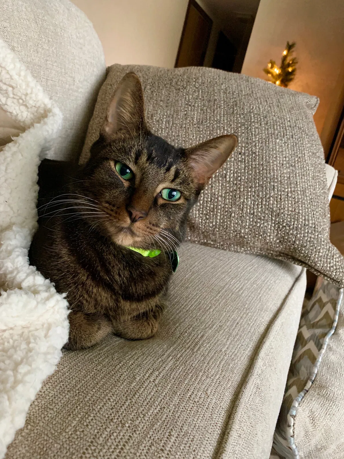 Lost cat in Clarkston, MI, 48346