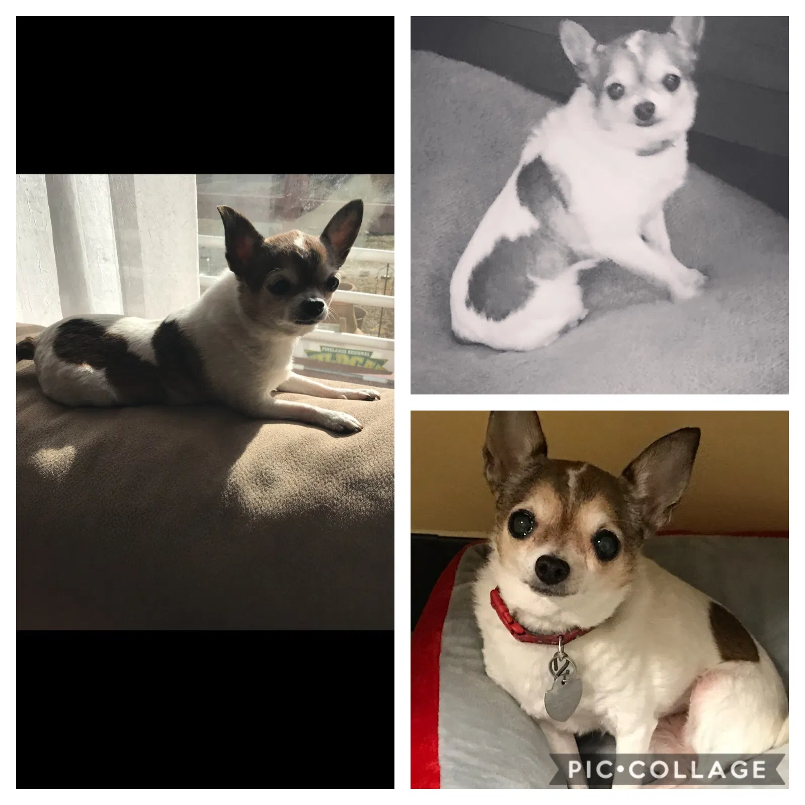 Lost dog in West Creek, NJ, 8092