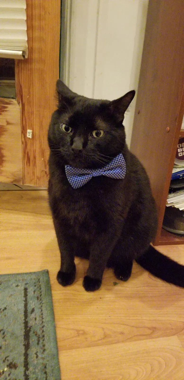 Lost cat in San Rafael, CA, 94901