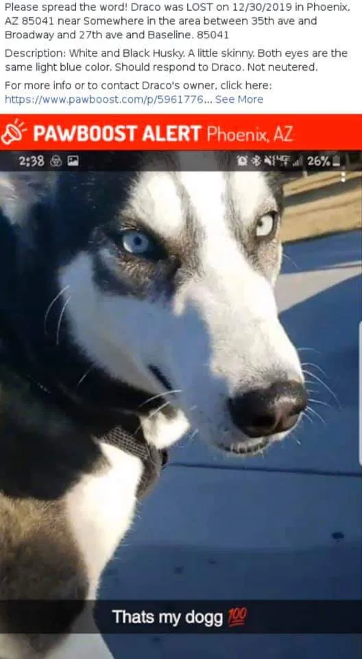 Lost dog in Phoenix, AZ, 85041