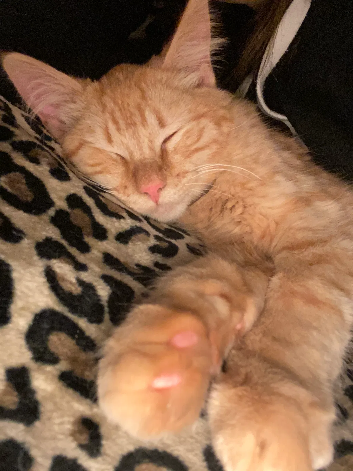 Lost cat in Orangeville, IL, 61060