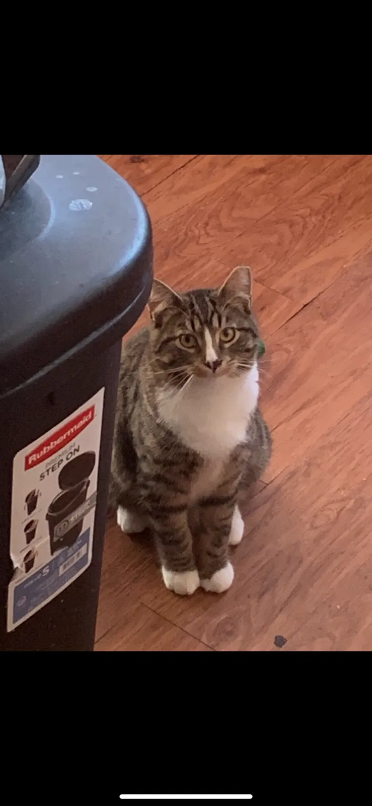 Lost cat in Chicago, IL, 60629