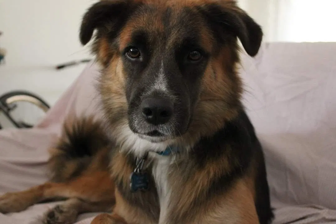 Lost dog in Miami, FL, 33138