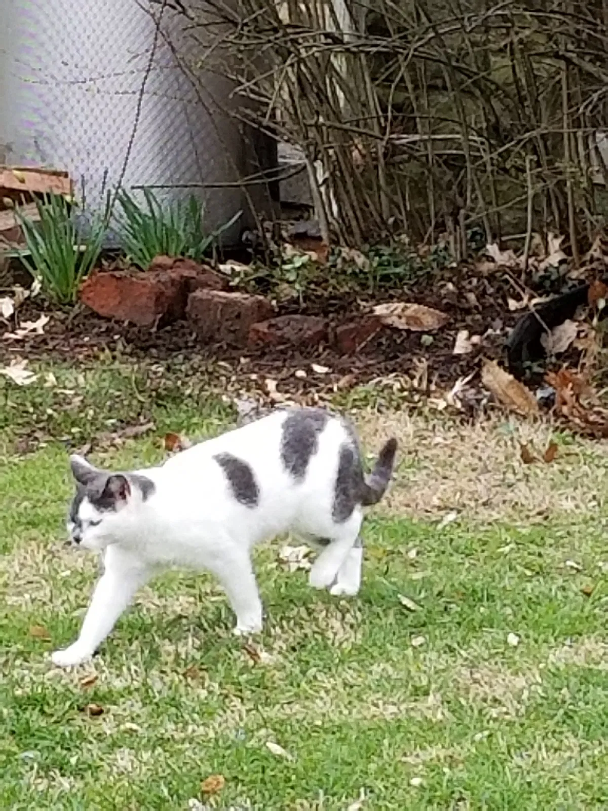 Lost cat in Greensburg, PA, 15601