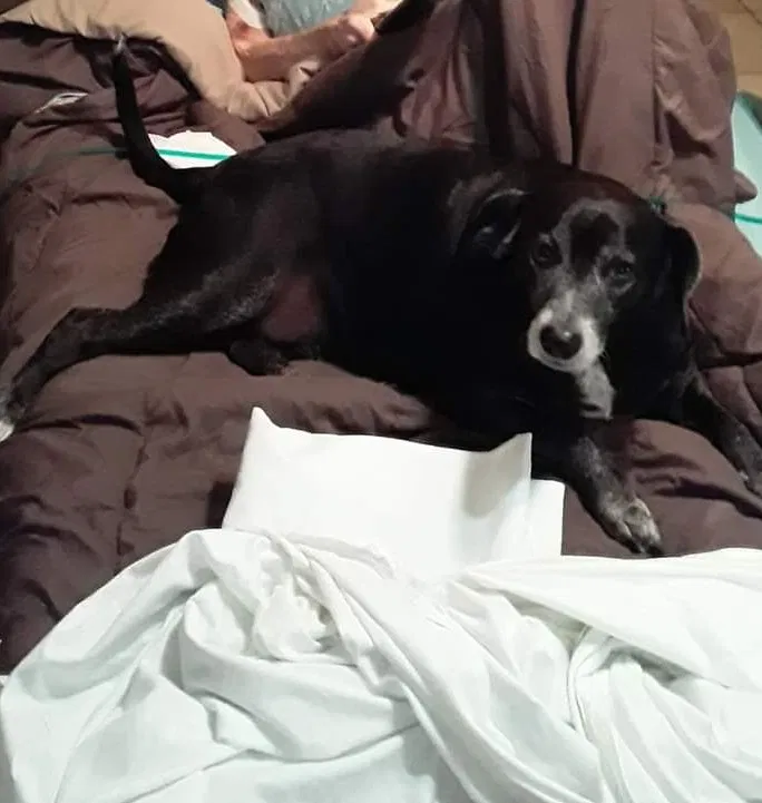 Lost dog in Tampa, FL, 33619