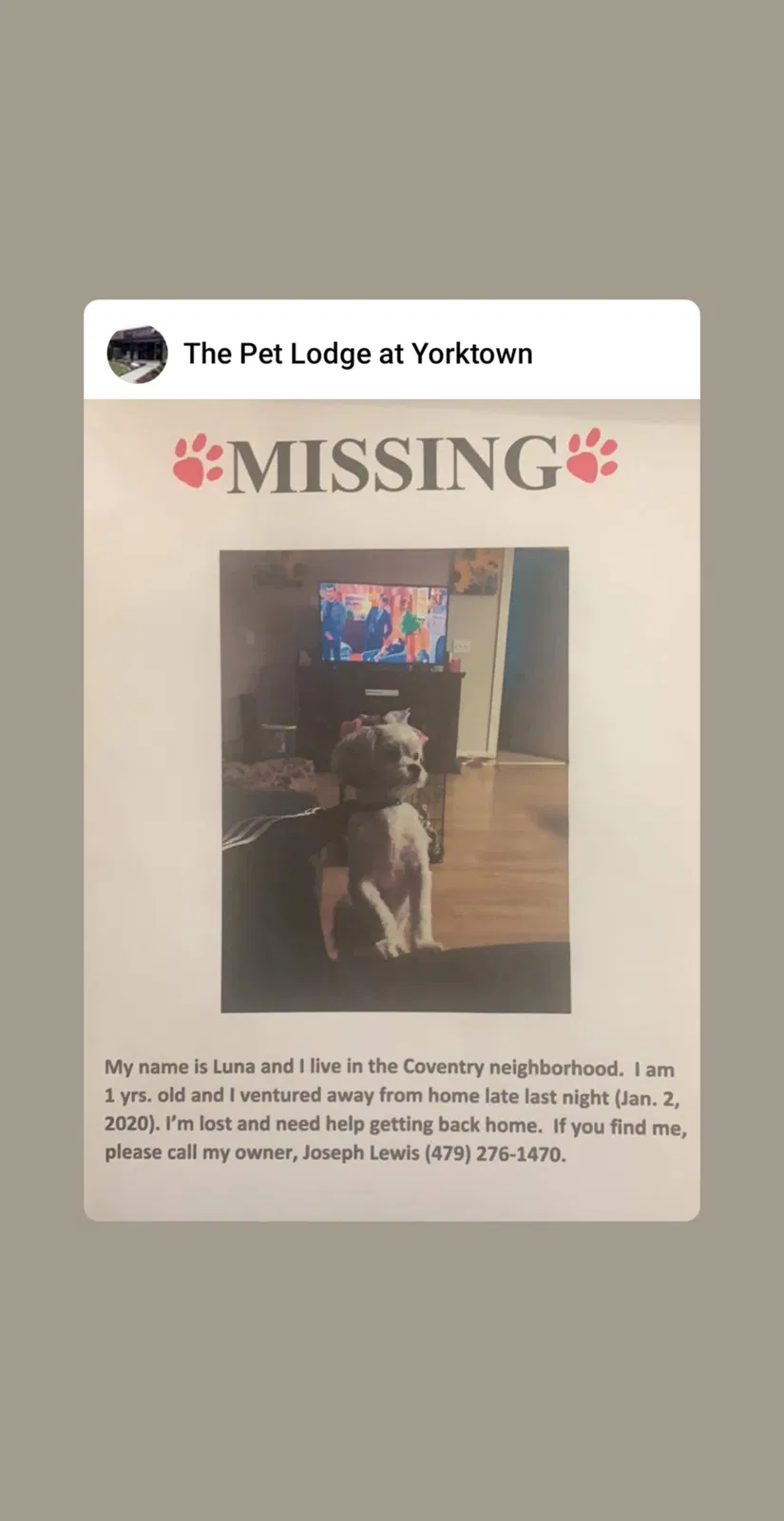Lost dog in Yorktown, VA, 23693