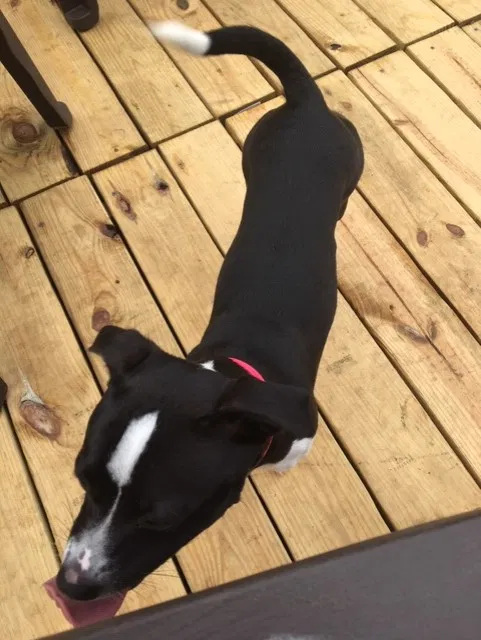 Lost dog in Waxhaw, NC, 28173