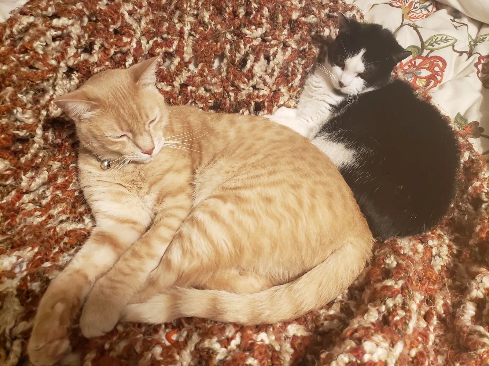 Lost cat in Houston, TX, 77096