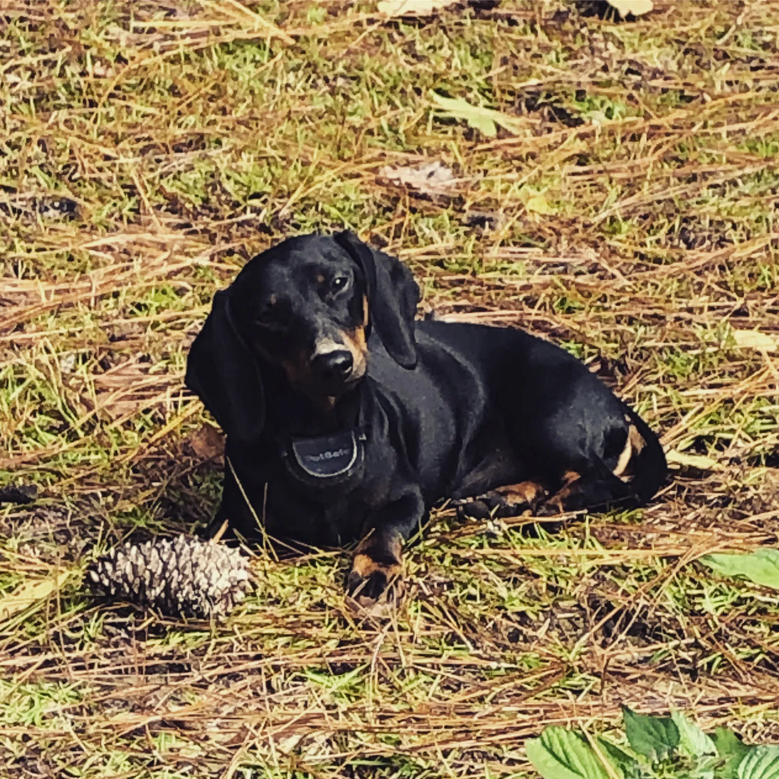 Lost dog in Petal, MS, 39465