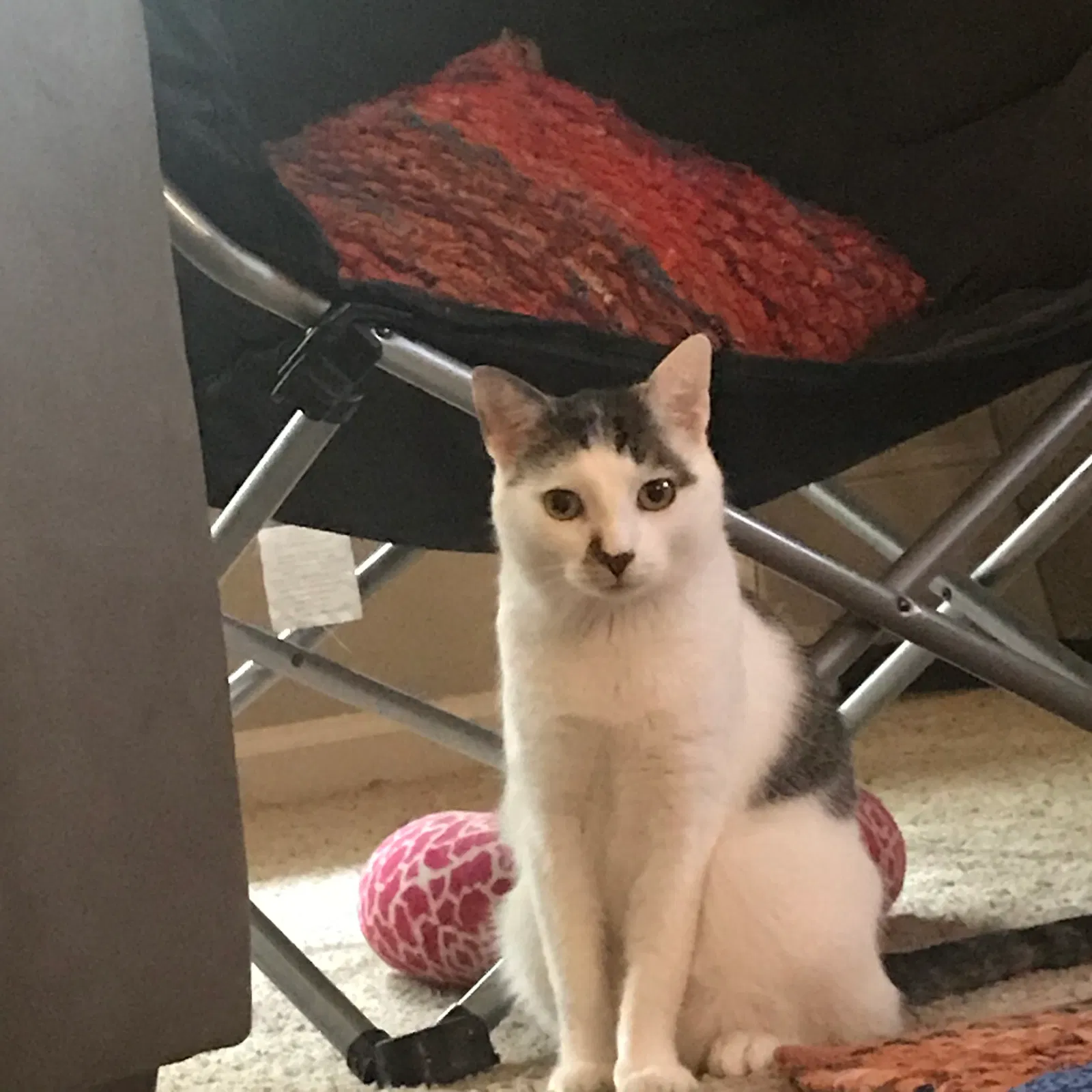 Lost cat in Austin, TX, 78728