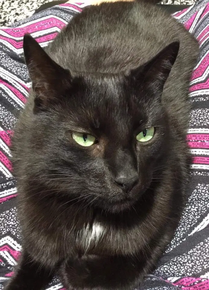 Lost cat in Ormond Beach, FL, 32174