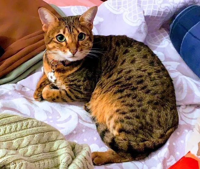 Lost cat in Westborough, MA, 1581
