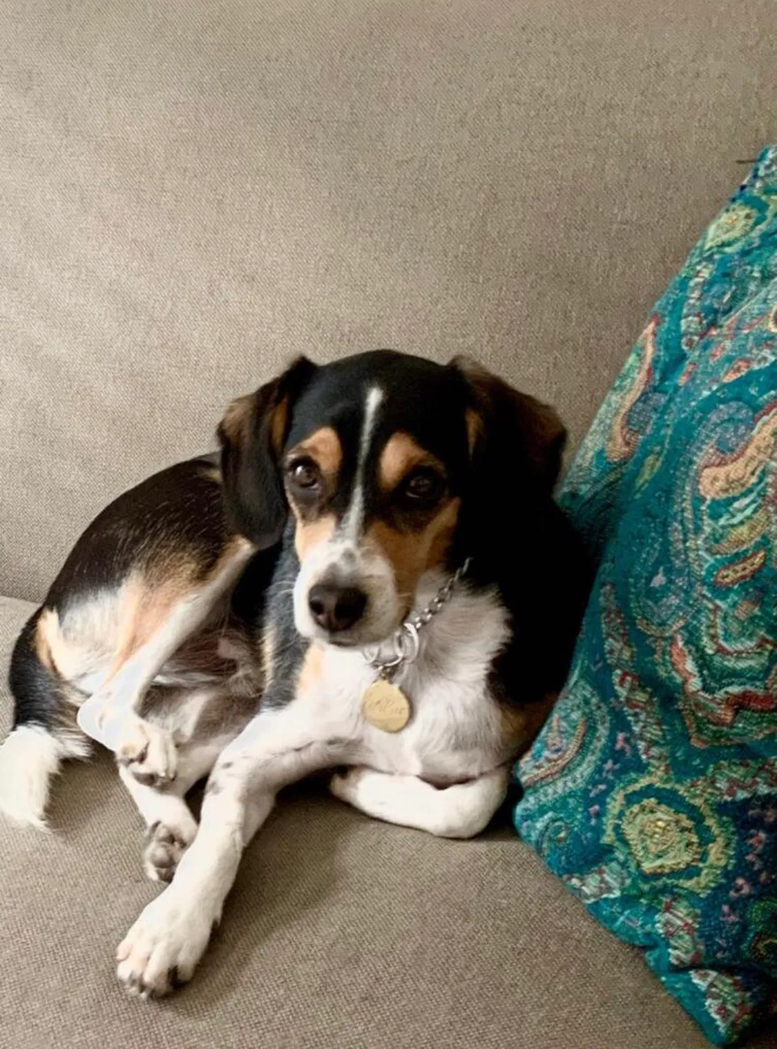 Lost dog in Savannah, GA, 31406