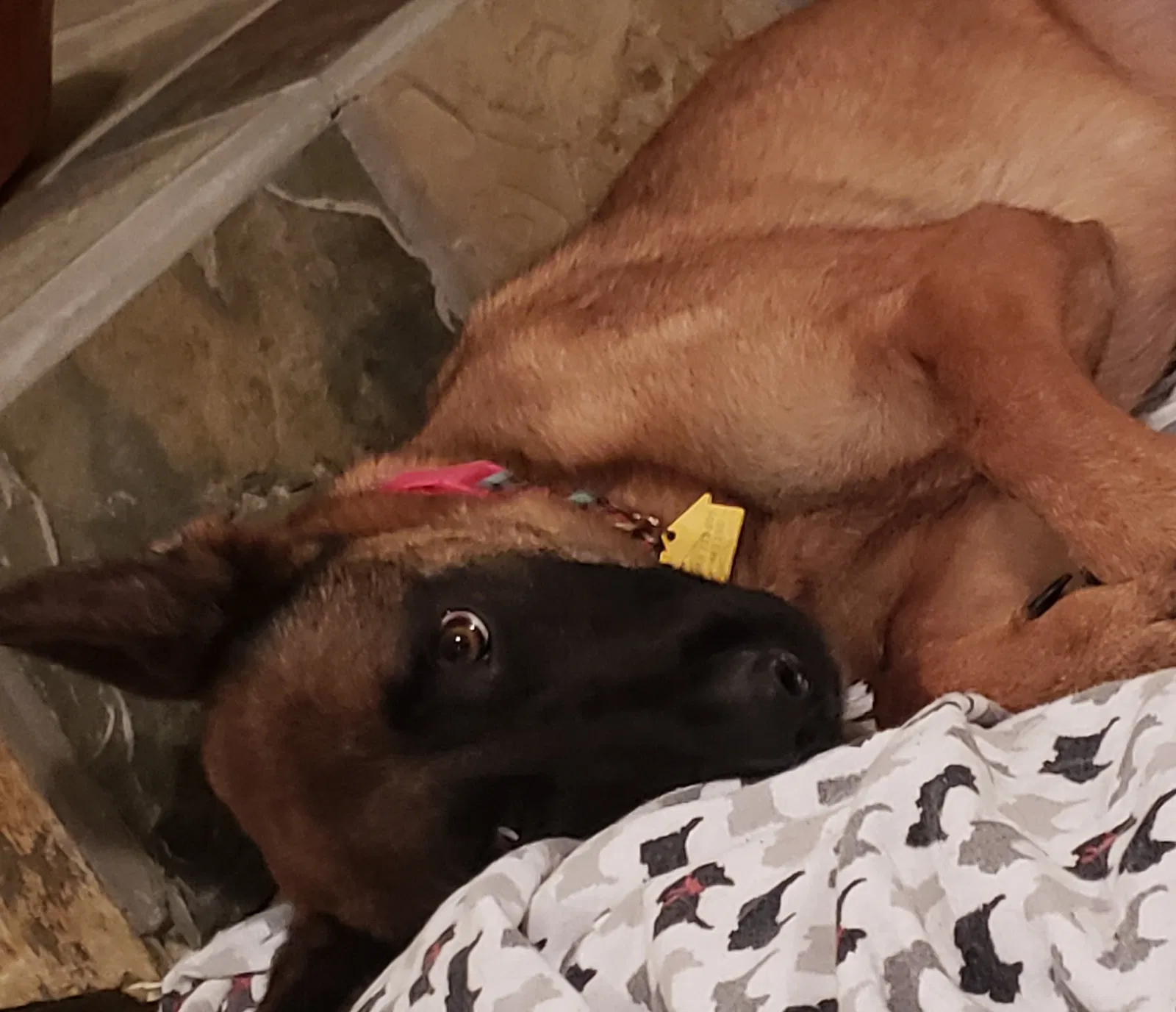 Lost dog in Perkinston, MS, 39573
