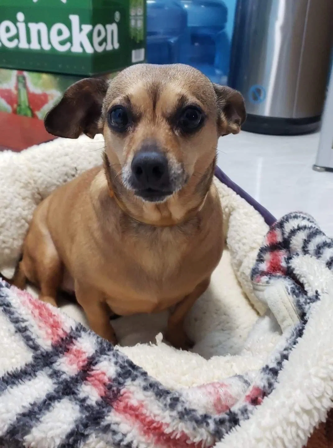 Lost dog in Morrow, GA, 30260
