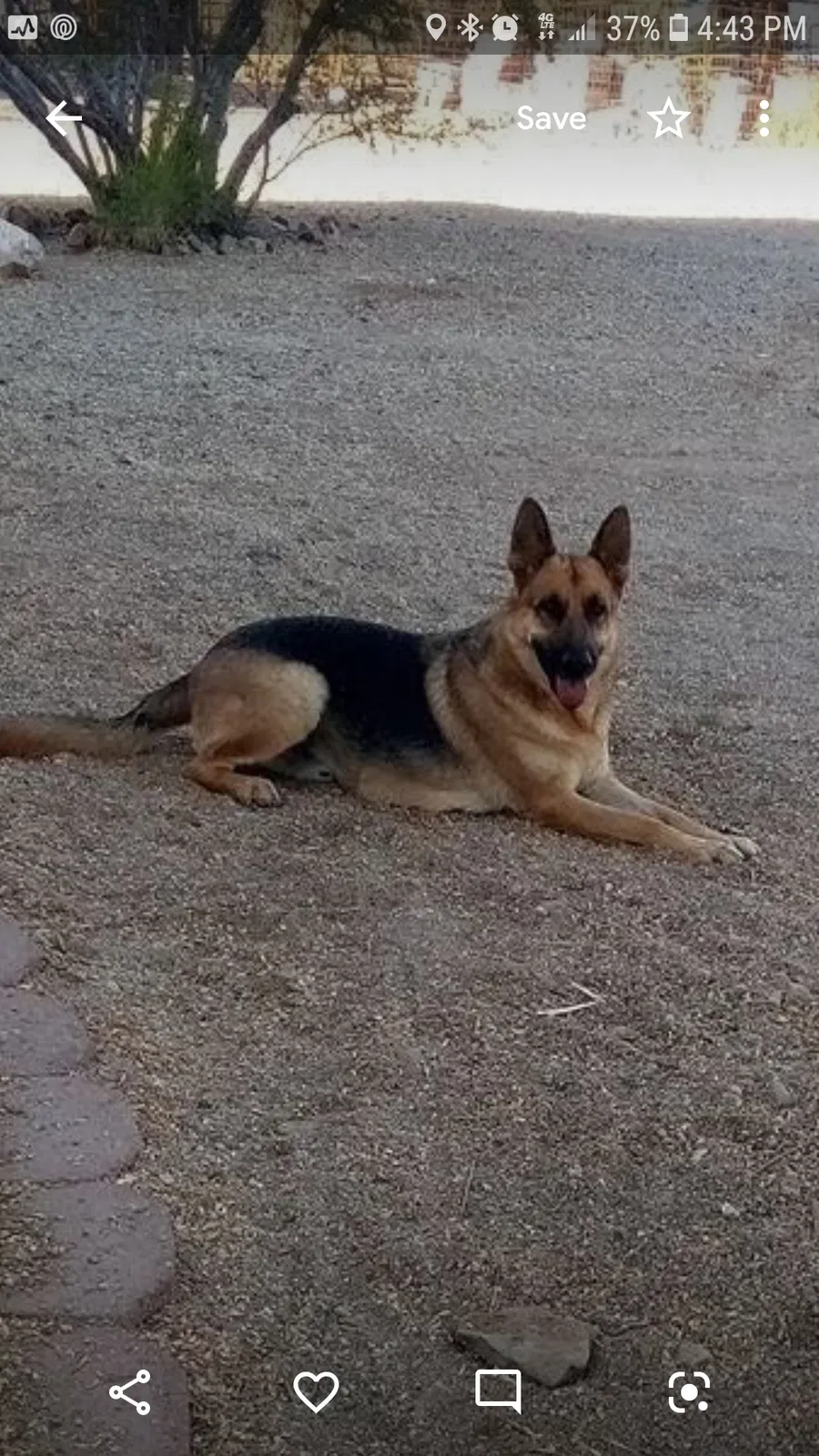 Lost dog in Tucson, AZ, 85735