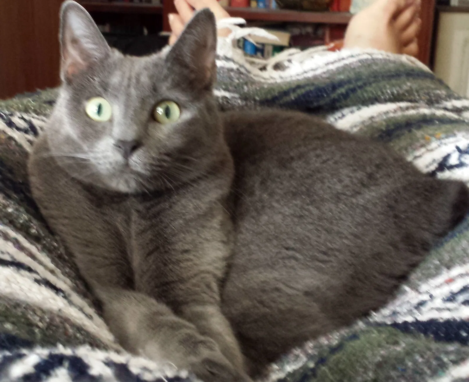 Lost cat in Rockledge, FL, 32955