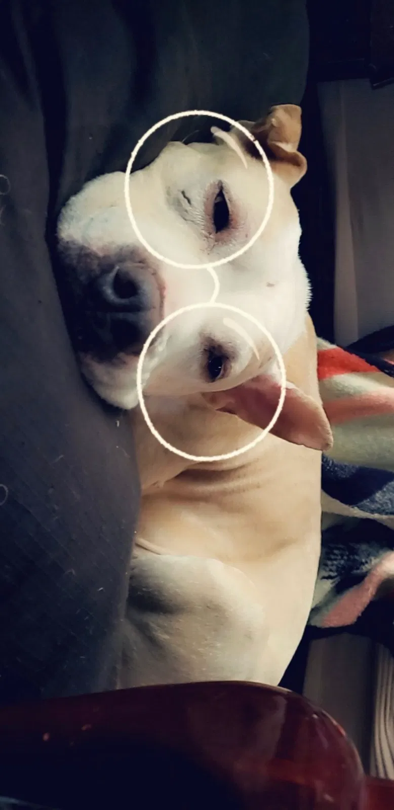 Lost dog in Bakersfield, CA, 93307