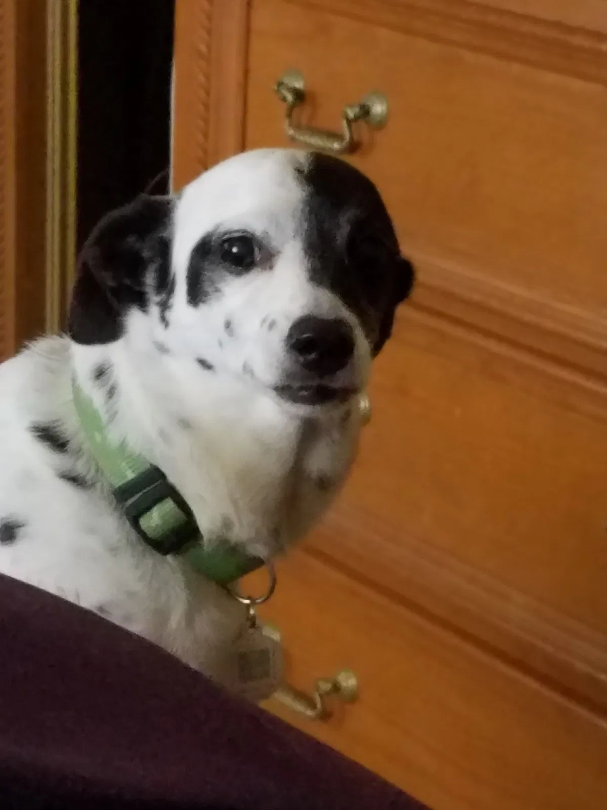 Lost dog in Miami, FL, 33165