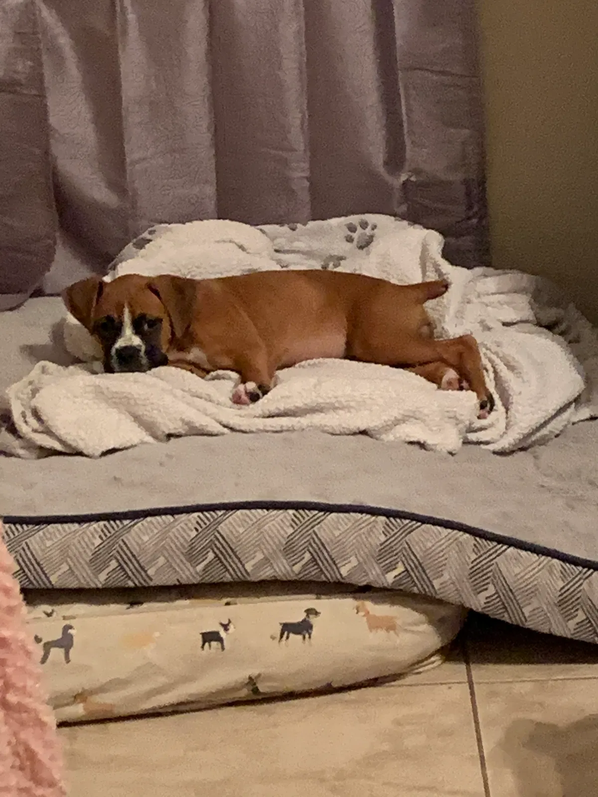 Lost dog in Mcallen, TX, 78504