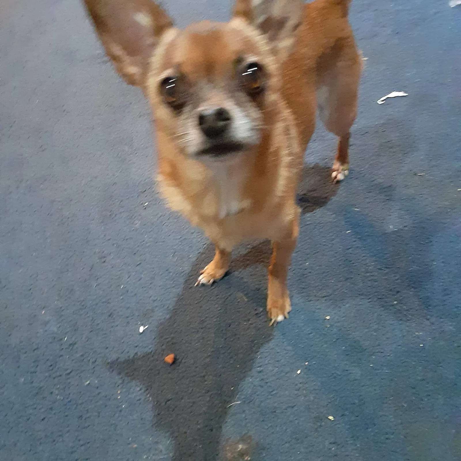 Lost dog in Saint Petersburg, FL, 33714