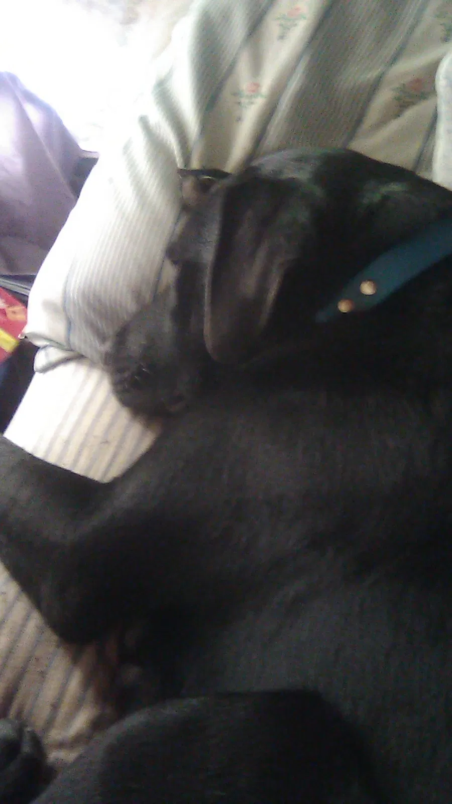 Lost dog in Little Rock, AR, 72206