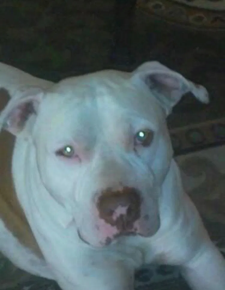 Lost dog in Mesa, AZ, 85202
