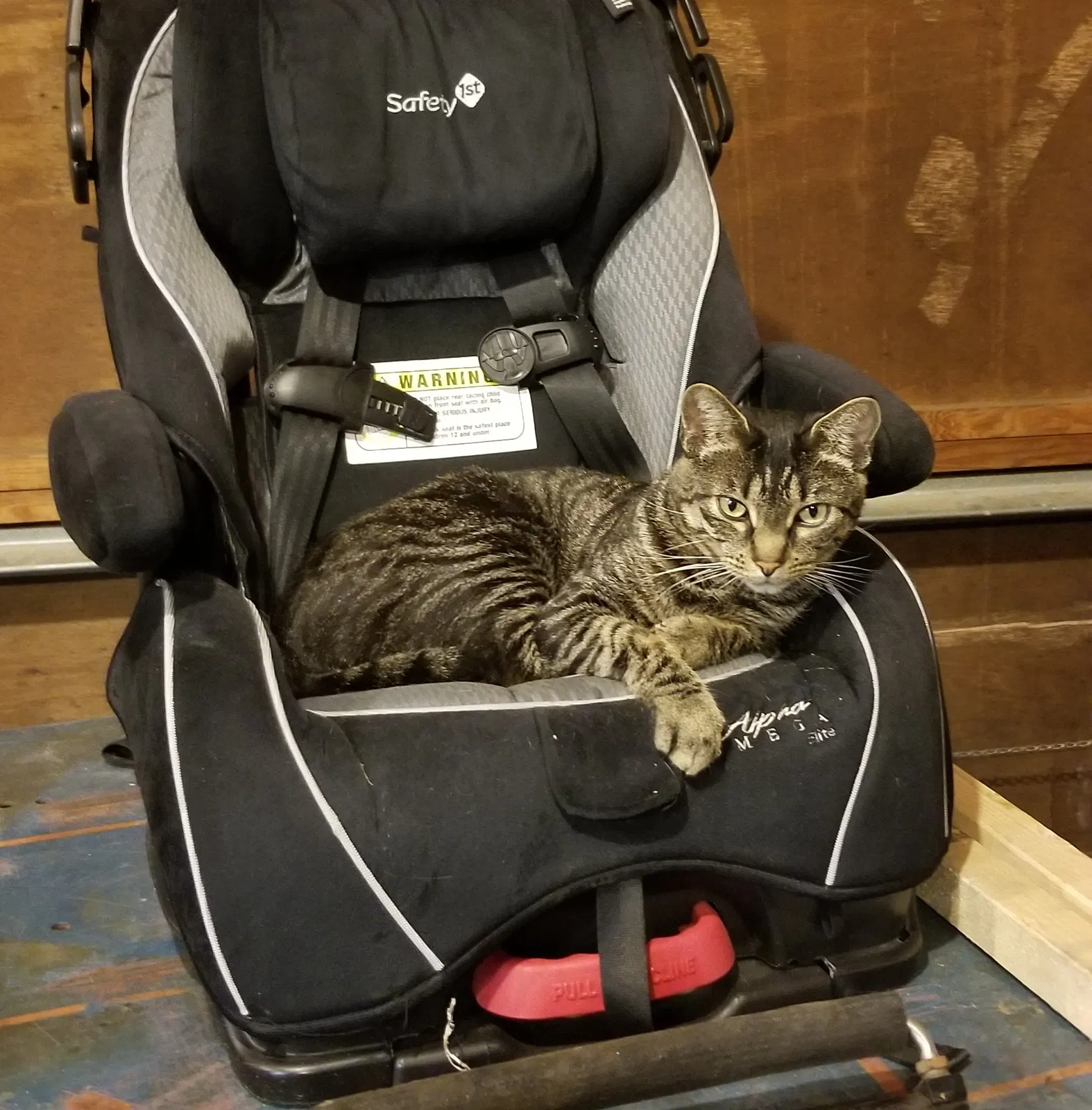 Lost cat in Puyallup, WA, 98372