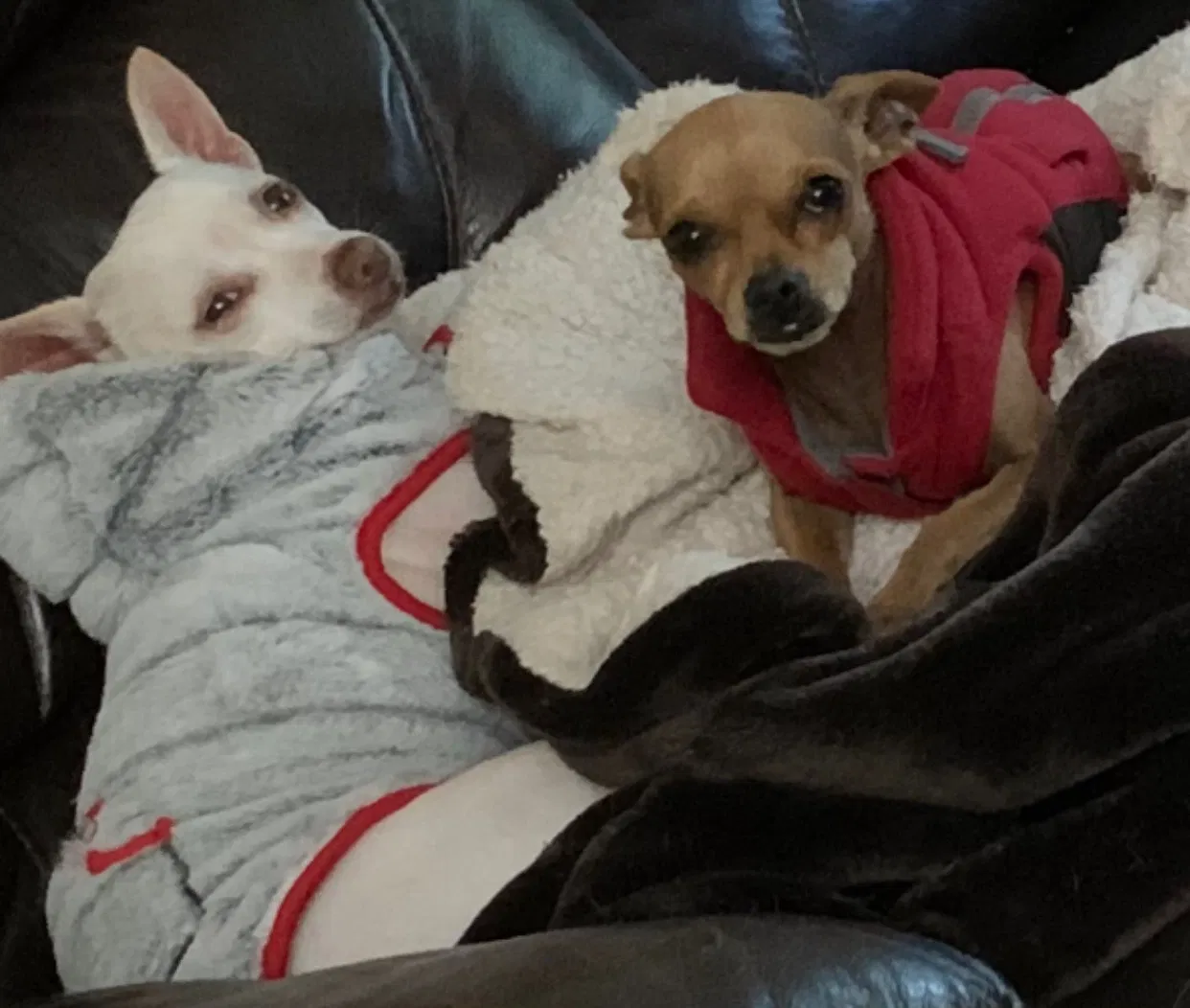 Lost dog in San Jose, CA, 95122