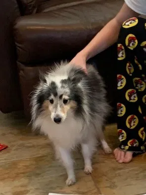 Lost dog in Richmond, TX, 77406