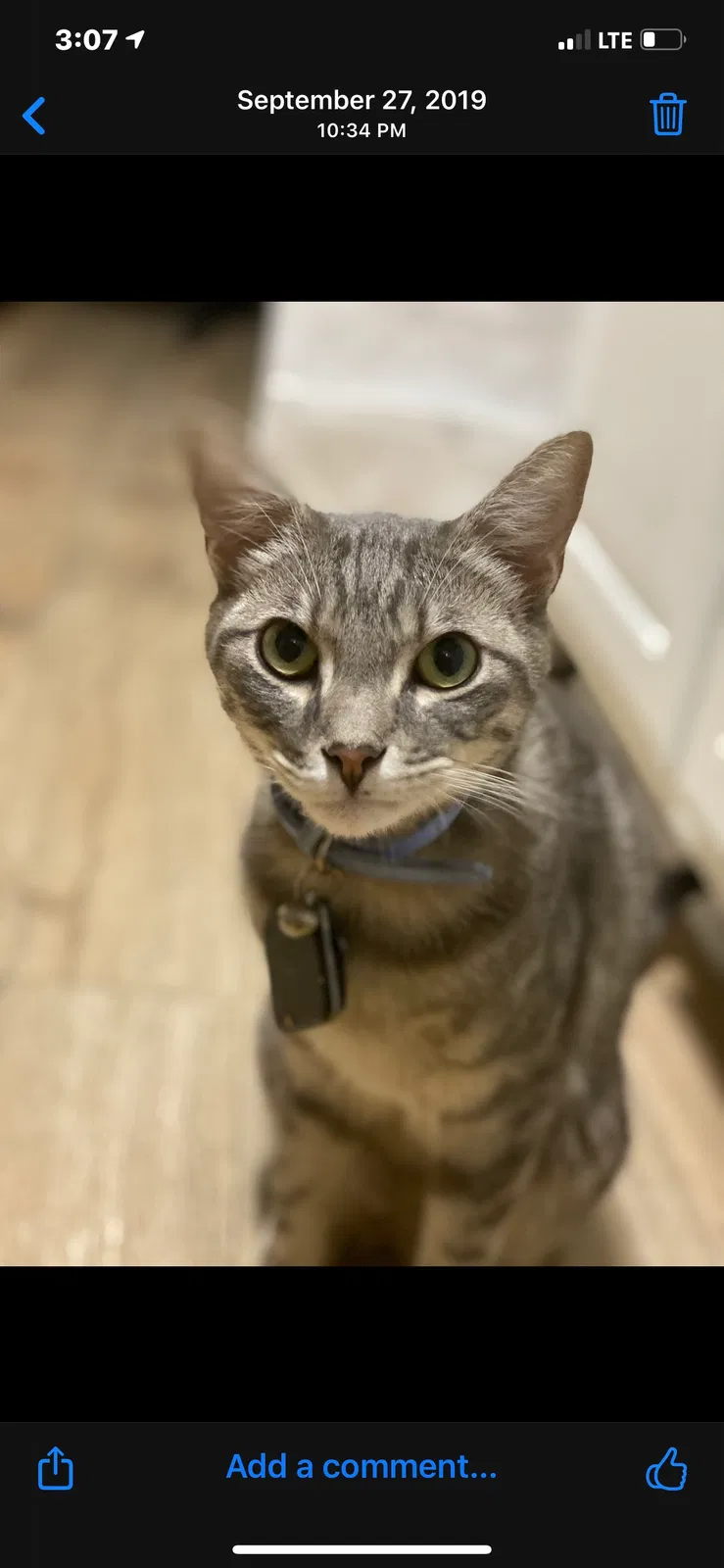 Lost cat in Austin, TX, 78717