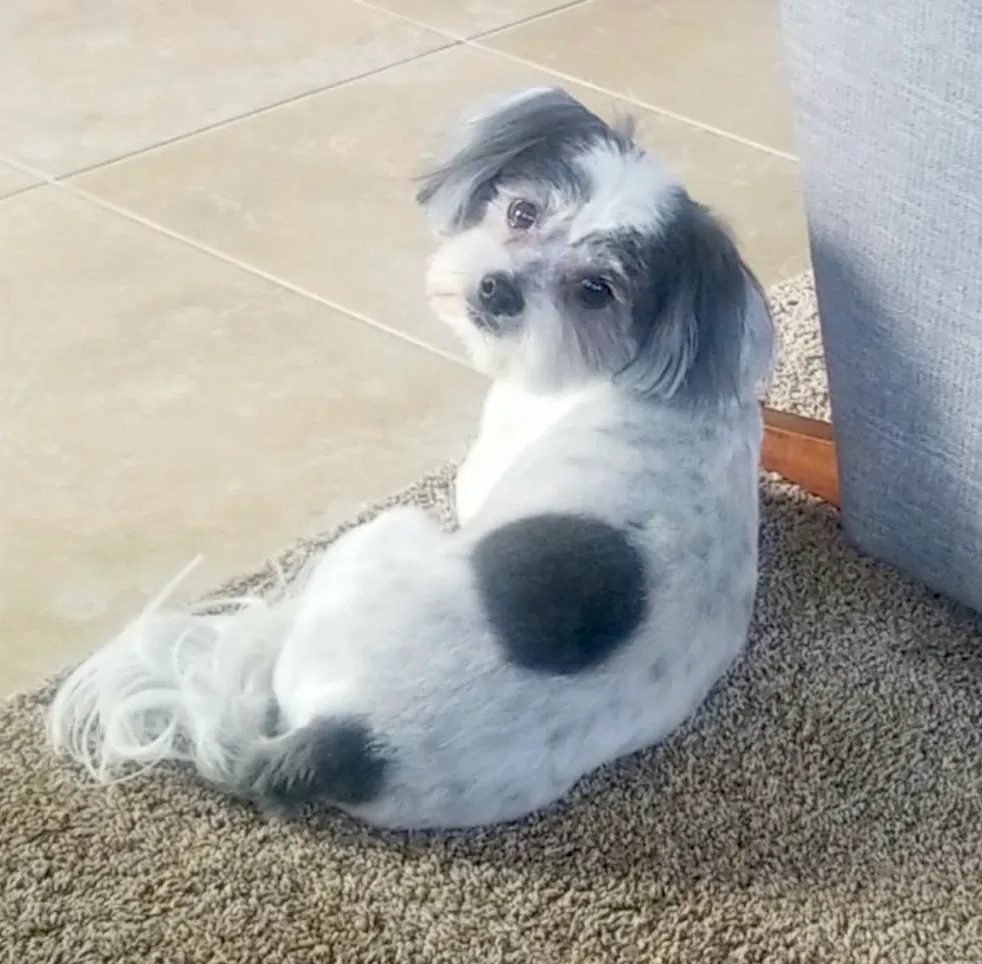 Lost dog in Bakersfield, CA, 93314