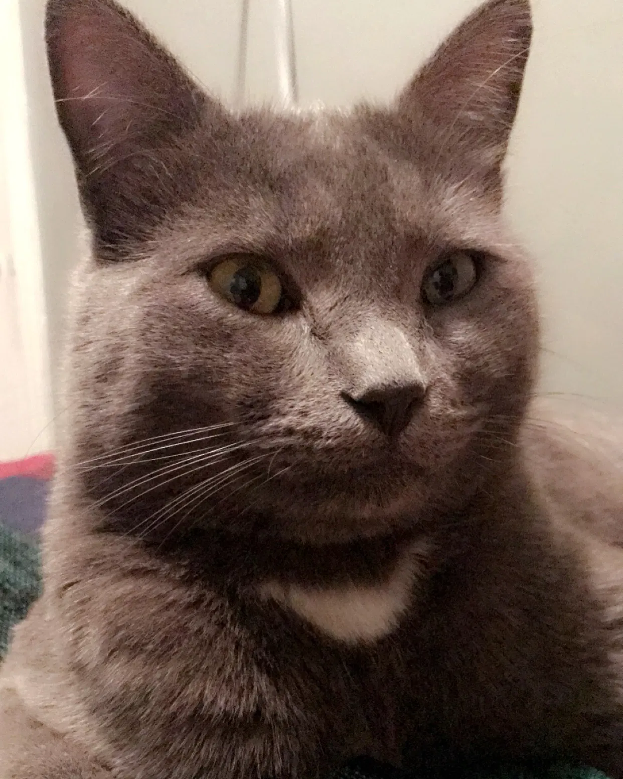 Lost cat in Yakima, WA, 98902