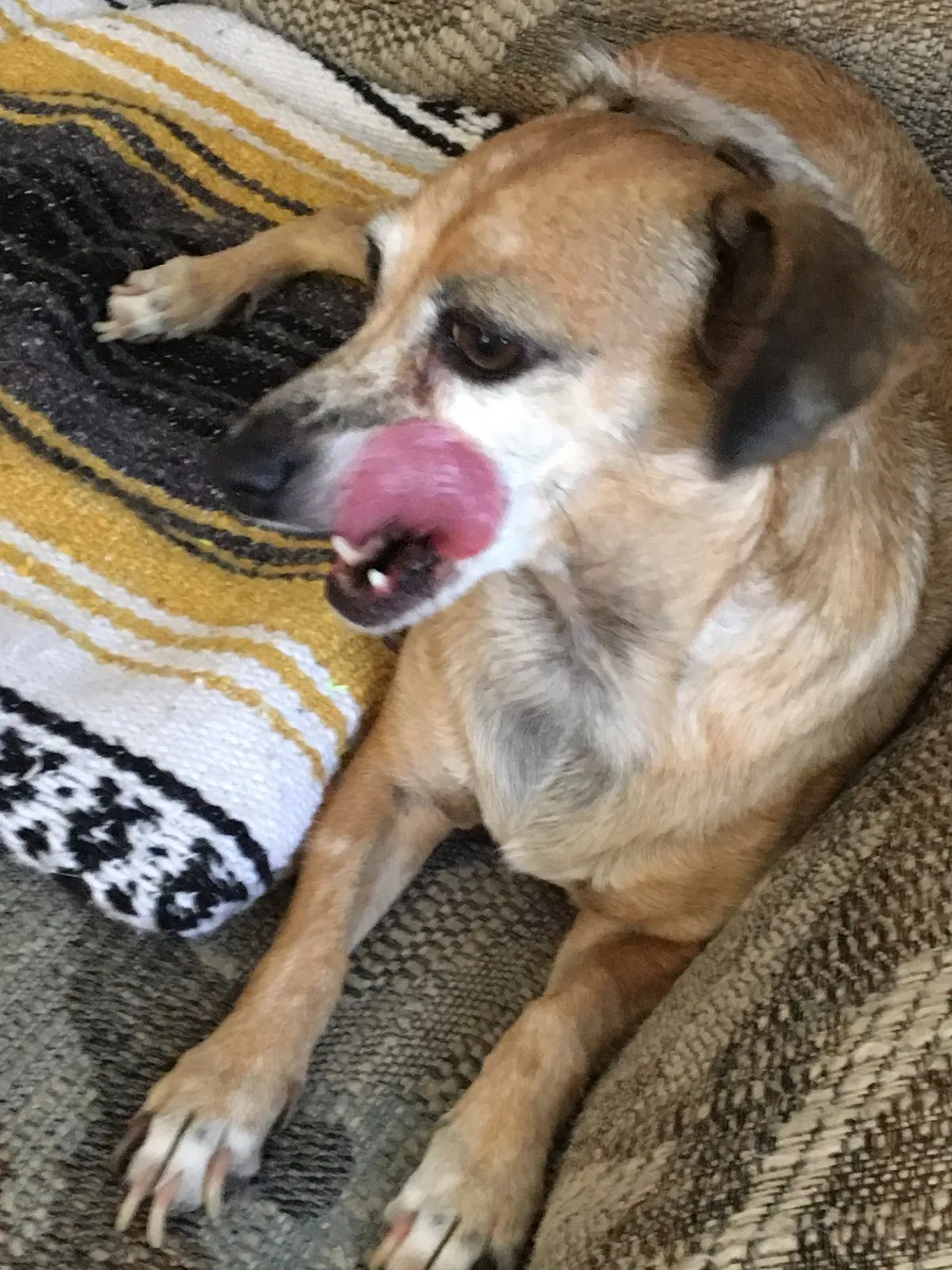 Lost dog in Redding, CA, 96002