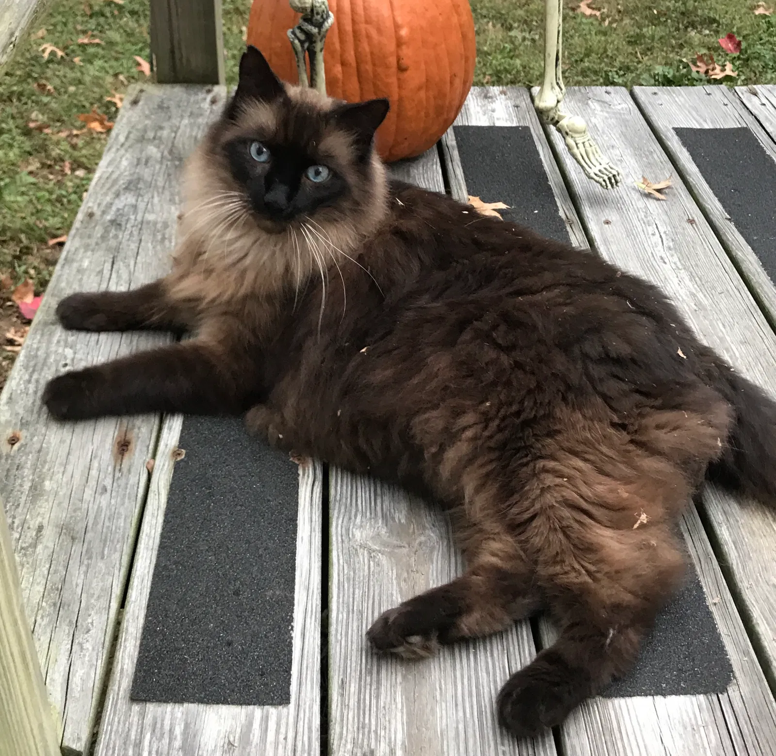 Lost cat in Lexington, KY, 40515