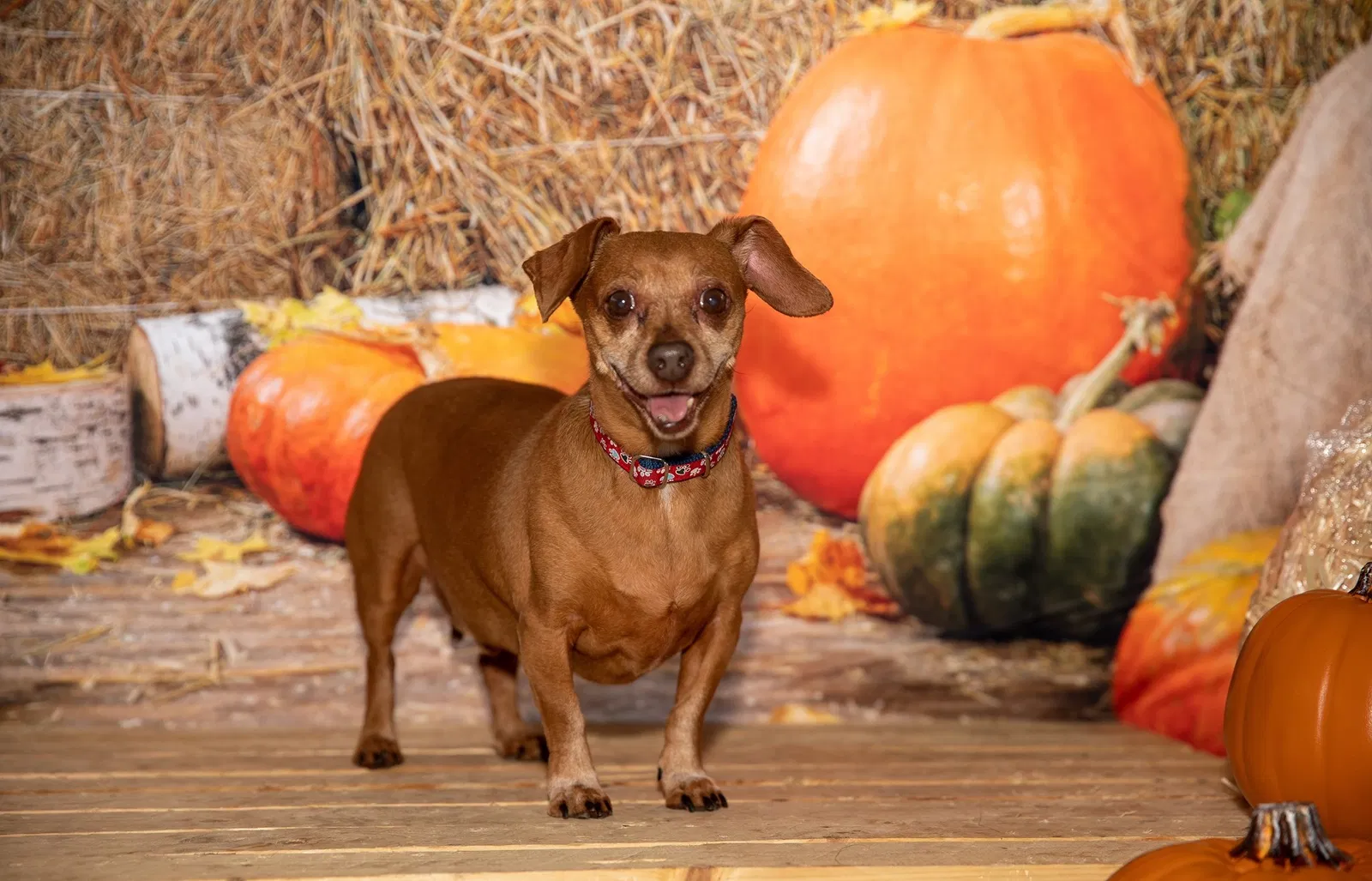 Lost dog in Hollywood, FL, 33029