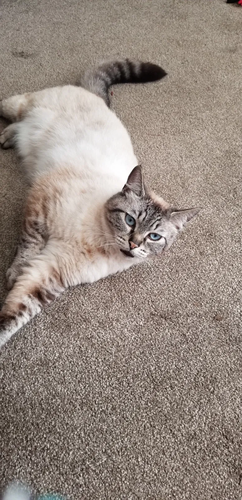Lost cat in Portland, OR, 97222