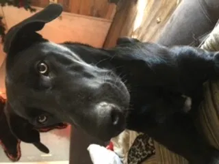Lost dog in Milton, FL, 32583