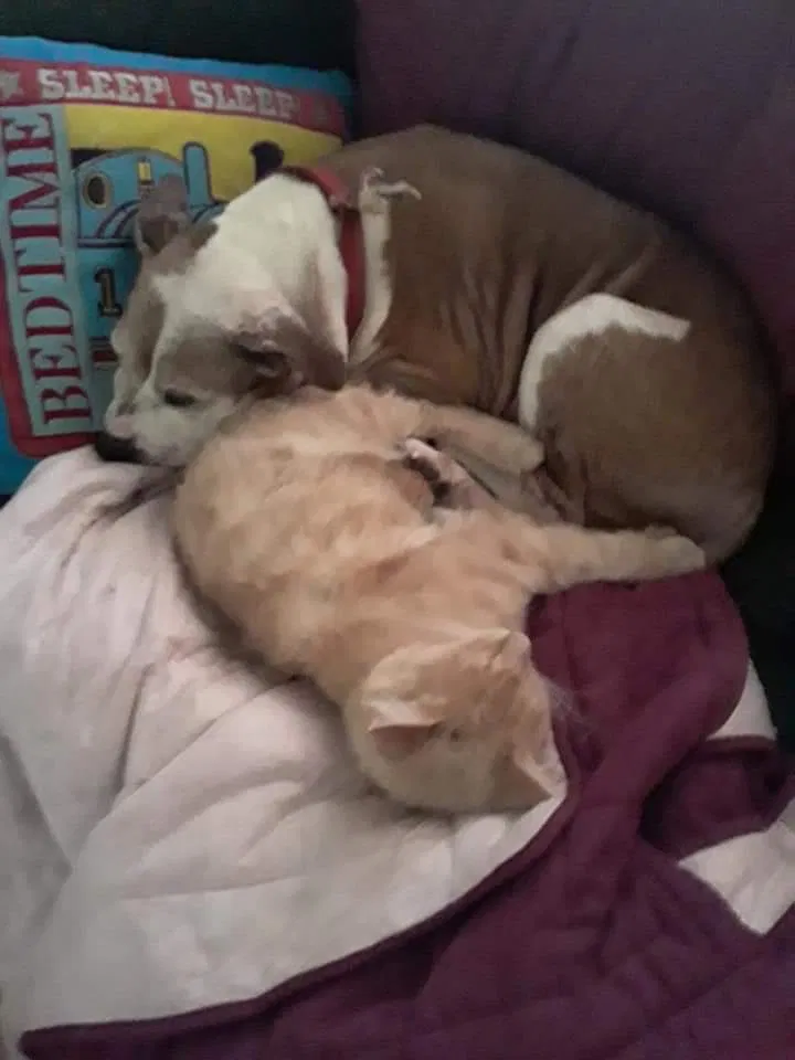 Lost cat in Greenville, SC, 29601