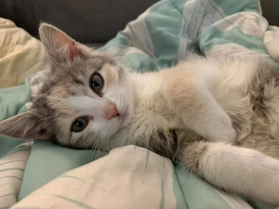 Lost cat in Columbus, OH, 43235