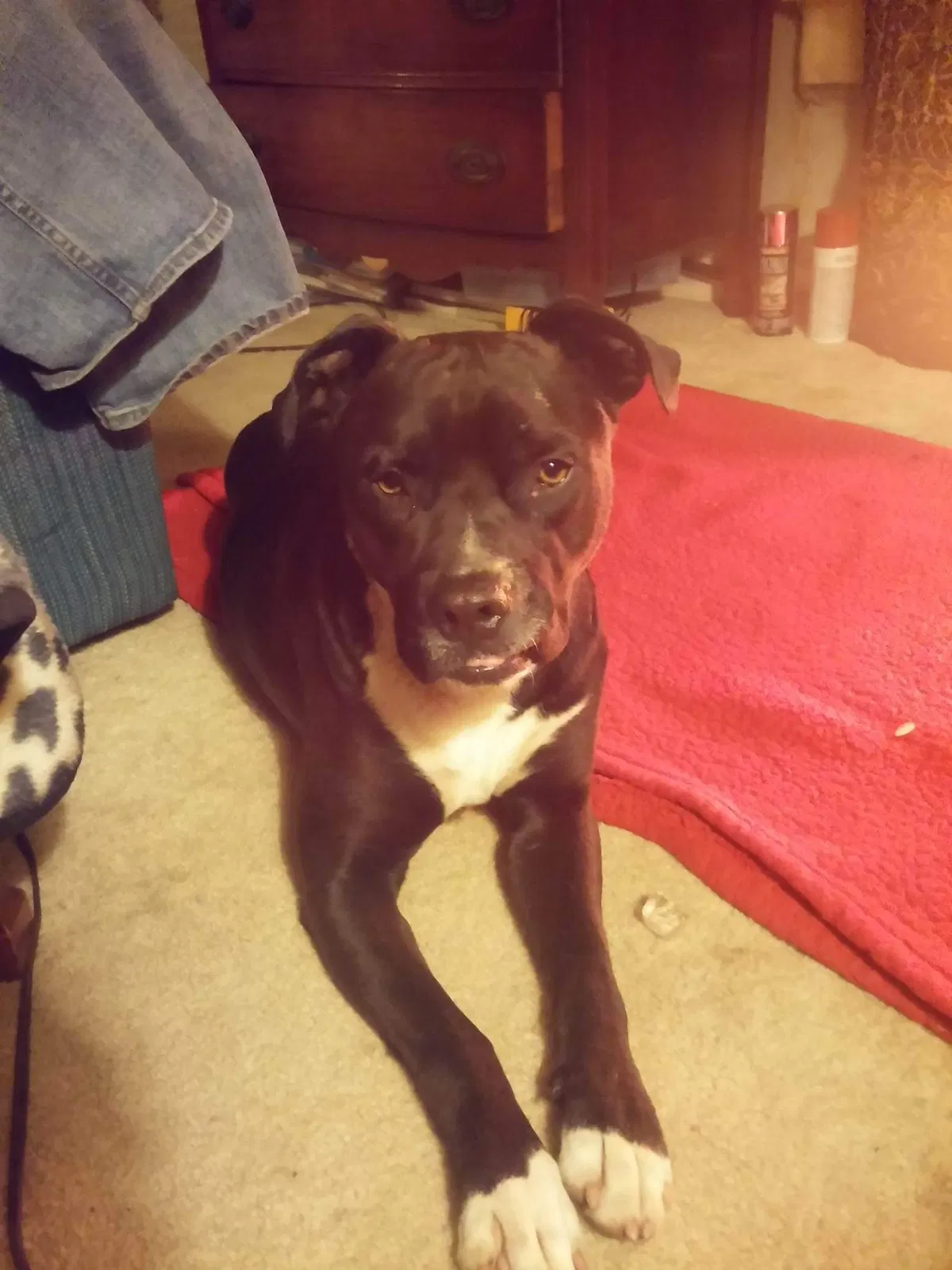 Lost dog in White Hall, AR, 71602